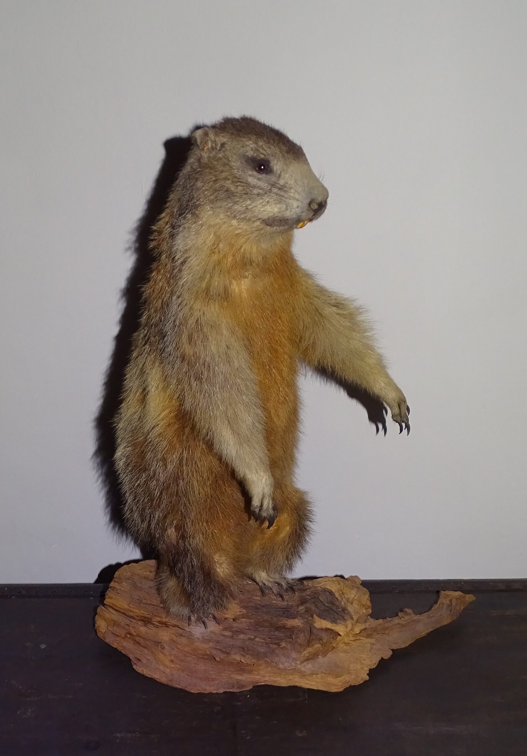 jongen Bourgeon Hesje opgezette marmot taxidermie - Brocante De Vreemde Eend
