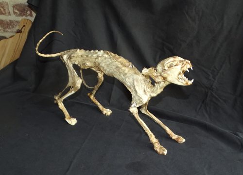 gemummificeerde kat