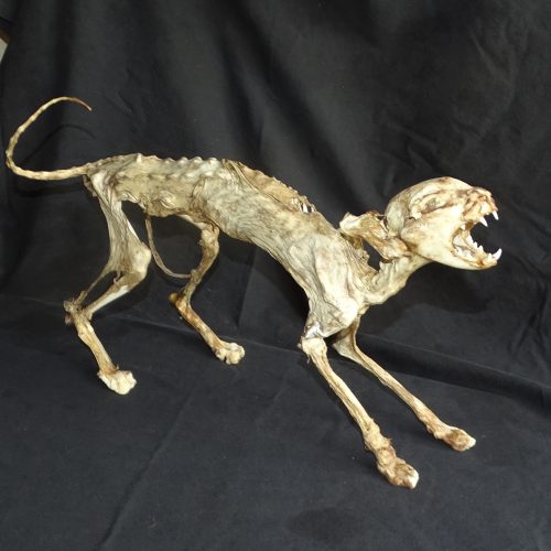 gemummificeerde kat