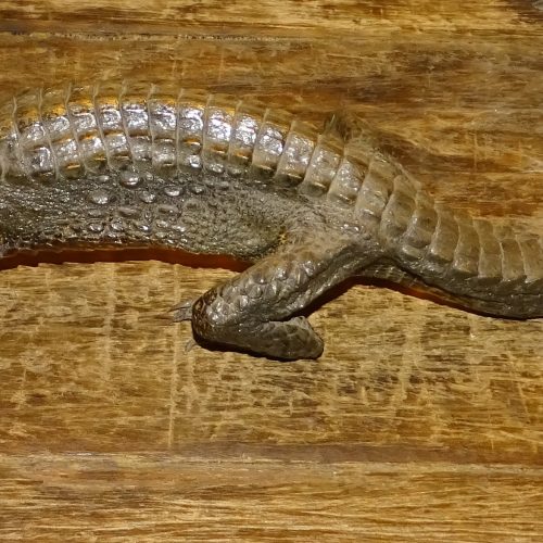 opgezette kaaiman krokodil