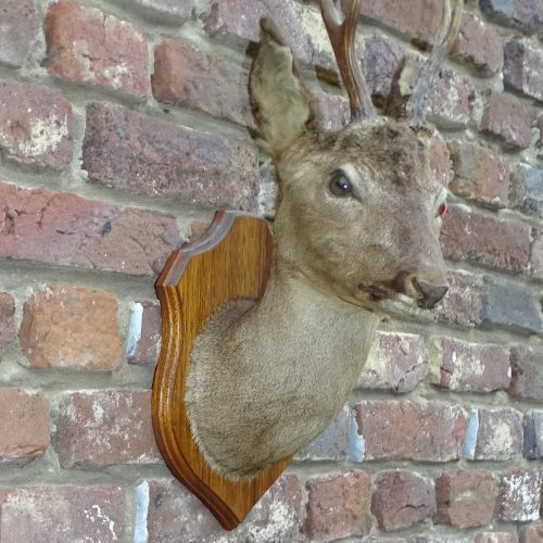 mooi opgezet reekopje reekop met gewei