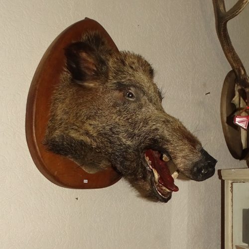 opgezette kop wild zwijn everzwijn varken