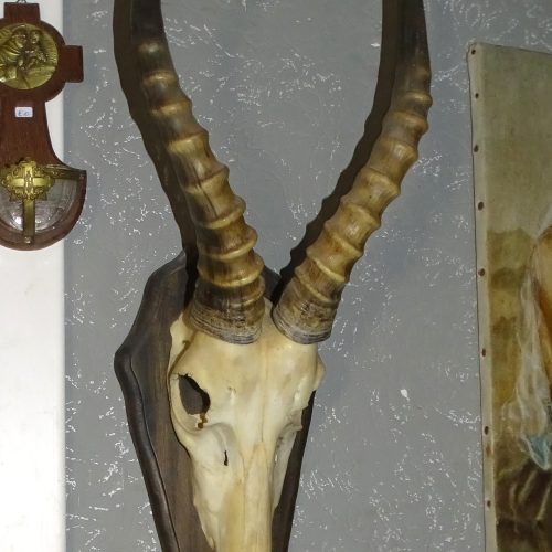 schedel met hoorns van springbok antilope