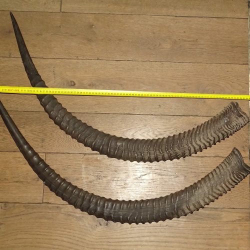 set zeer grote hoorns van antilope