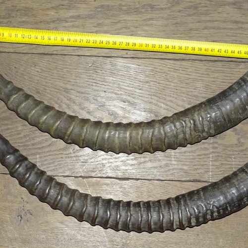 set grote hoorns van antilope